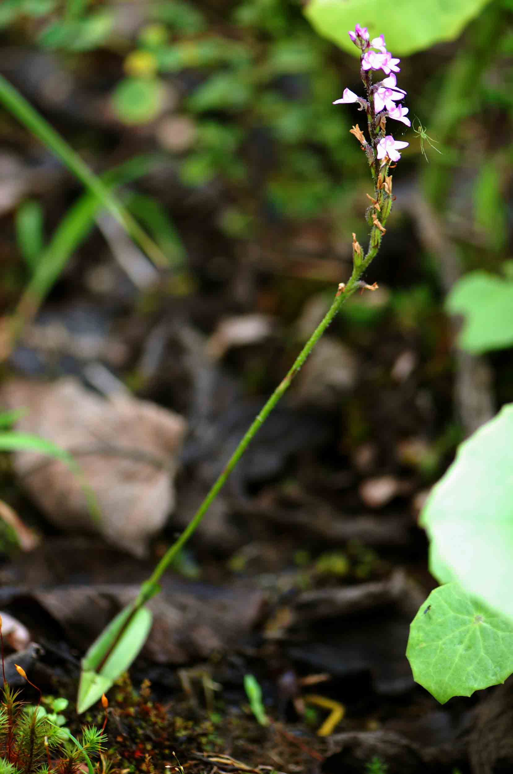 Cynorkis buchananii