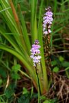 Cynorkis buchananii