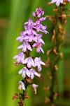 Cynorkis buchananii
