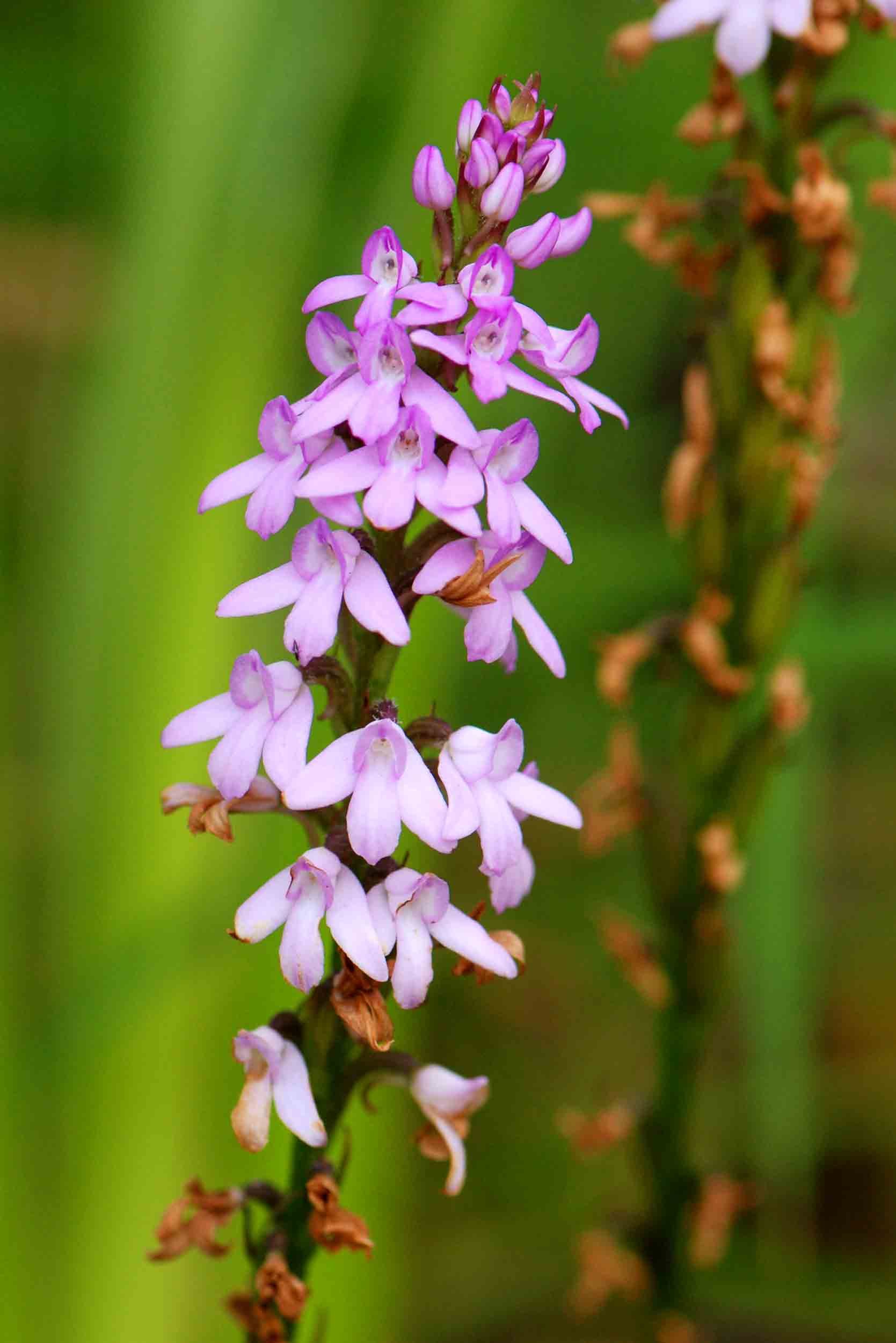 Cynorkis buchananii