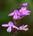 Cynorkis buchananii