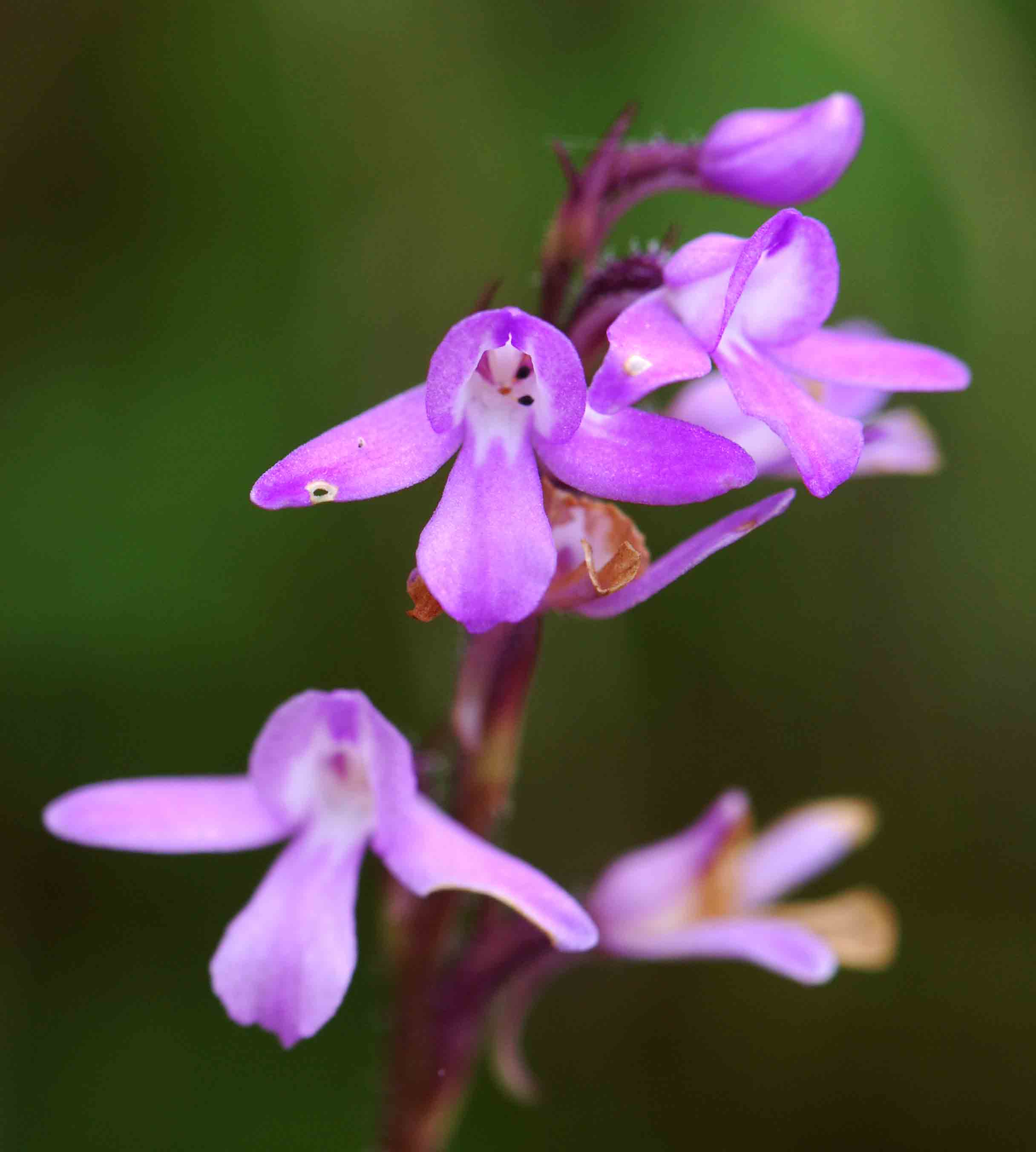 Cynorkis buchananii