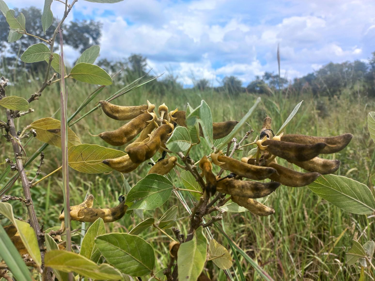 Mucuna stans