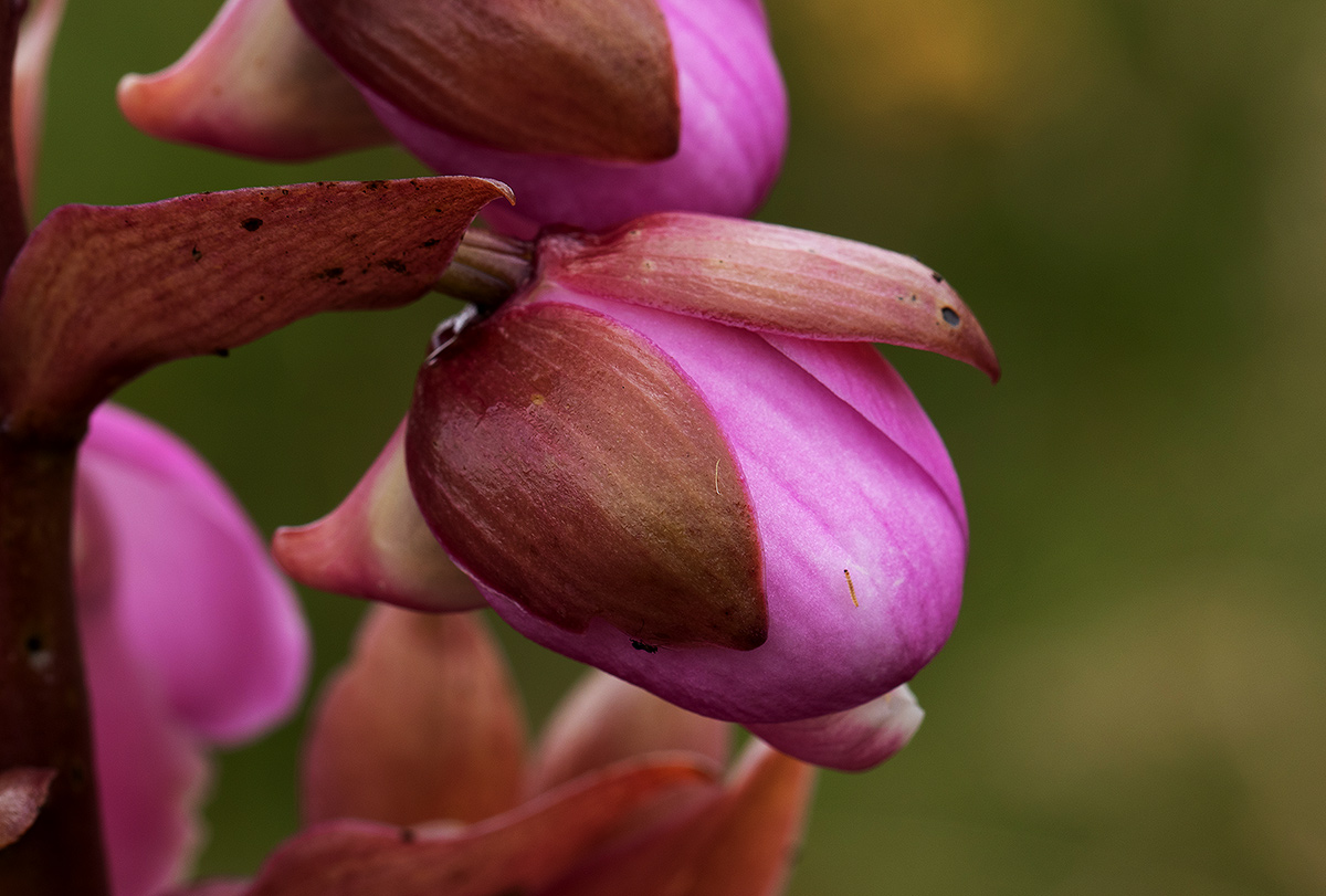 Eulophia latilabris