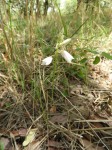 Orthochilus euanthus