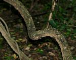 Alafia microstylis