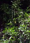 Alafia microstylis
