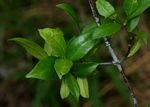 Alafia microstylis