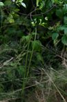 Alafia microstylis