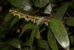 Agarista salicifolia