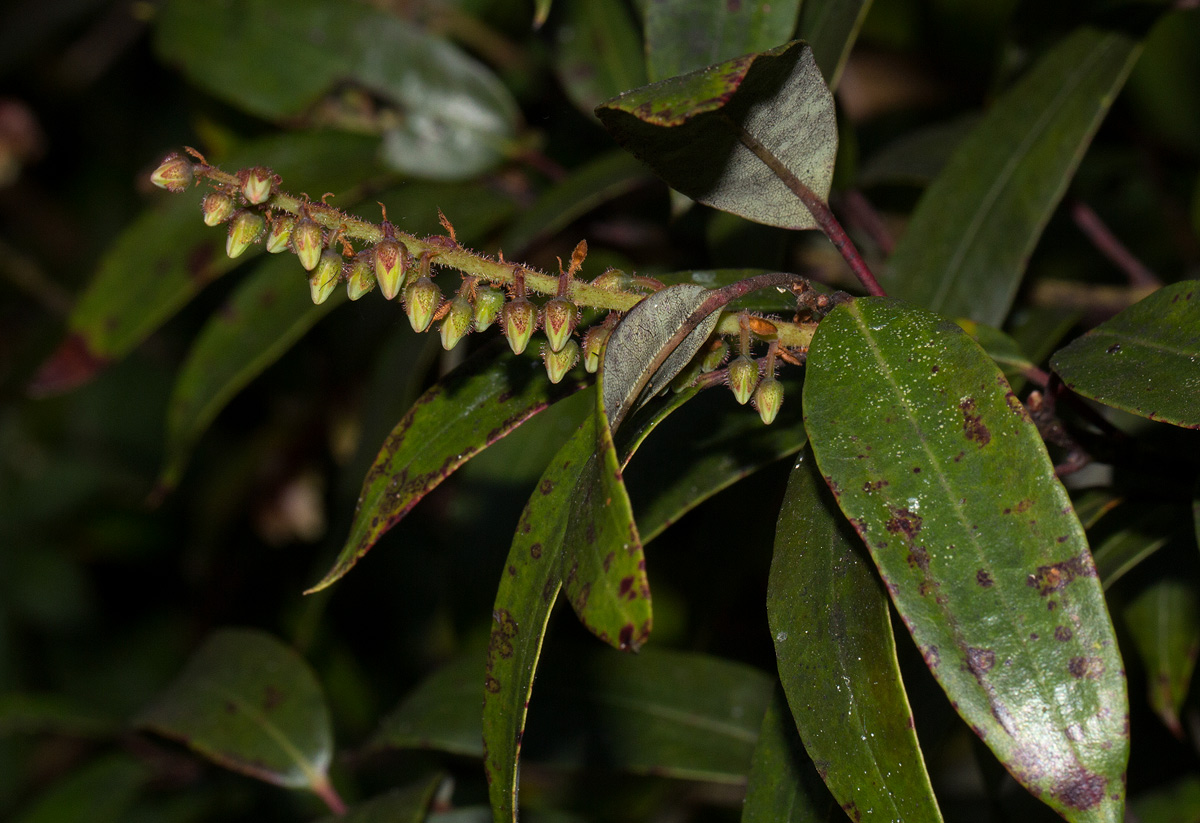 Agarista salicifolia