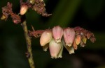 Agarista salicifolia