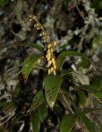 Agarista salicifolia