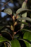 Agarista salicifolia