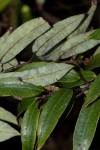 Agarista salicifolia