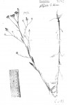 Vernonia jelfiae