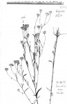Vernonia jelfiae