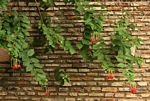Combretum indicum
