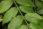 Combretum indicum