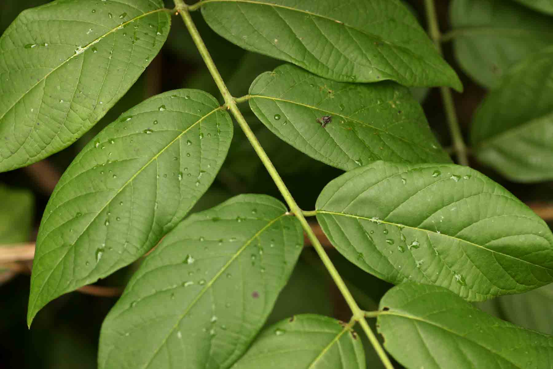 Combretum indicum