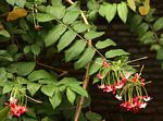 Combretum indicum