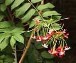 Combretum indicum