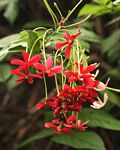 Combretum indicum