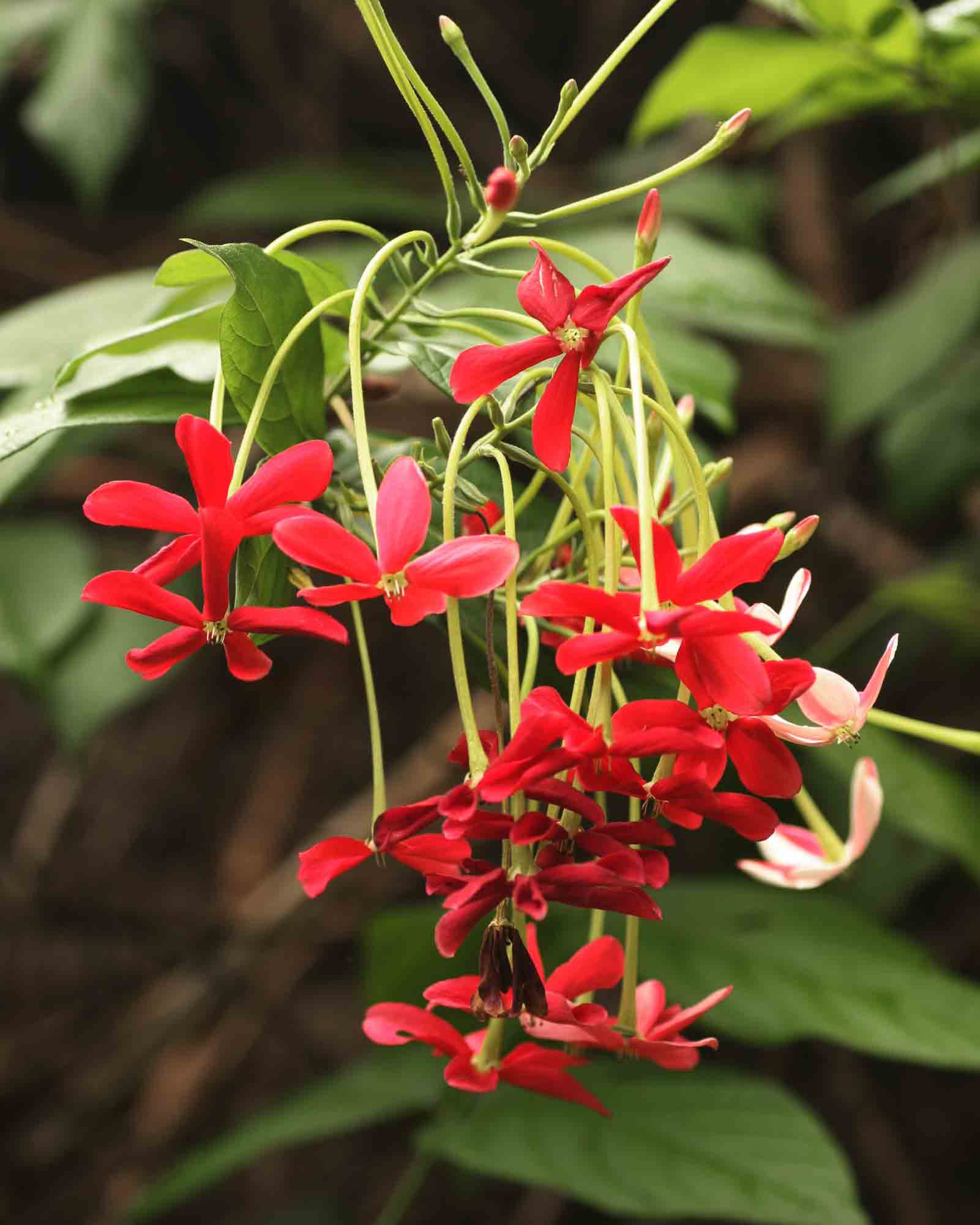 Combretum indicum