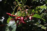 Combretum indicum