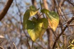 Gmelina arborea