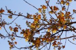 Gmelina arborea