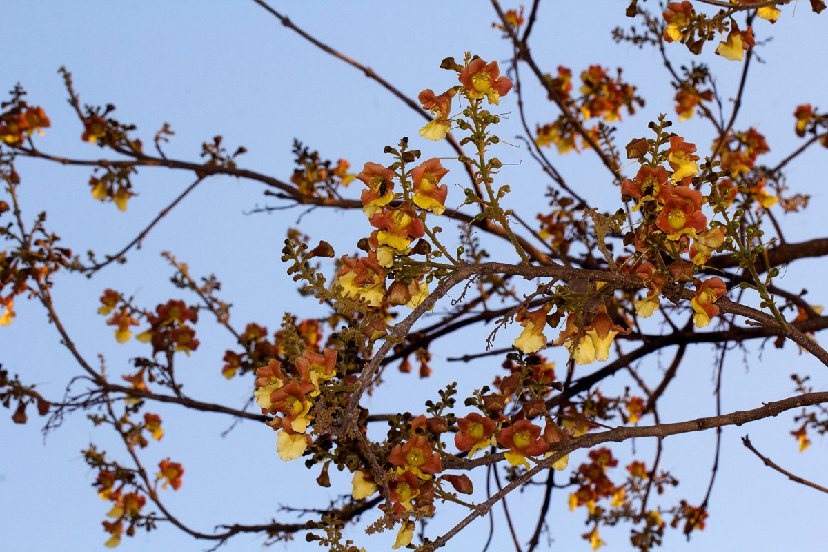 Gmelina arborea