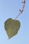 Gmelina arborea
