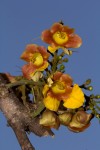 Gmelina arborea