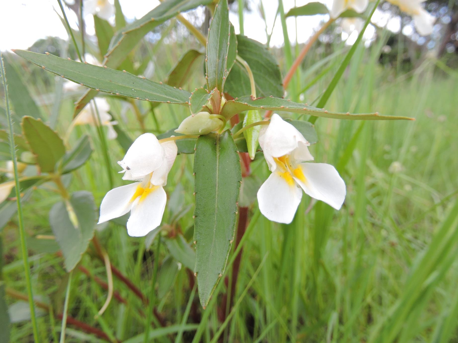 Impatiens assurgens