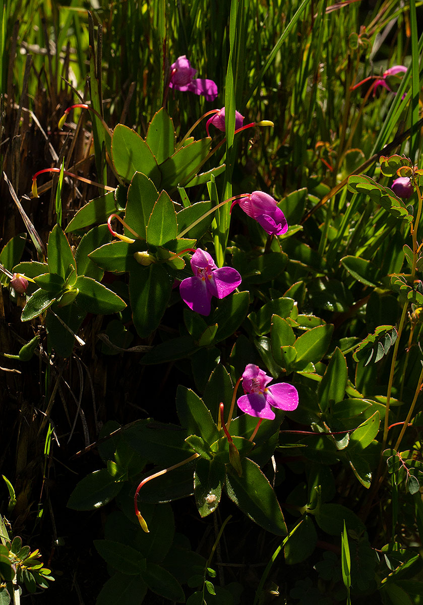 Impatiens assurgens