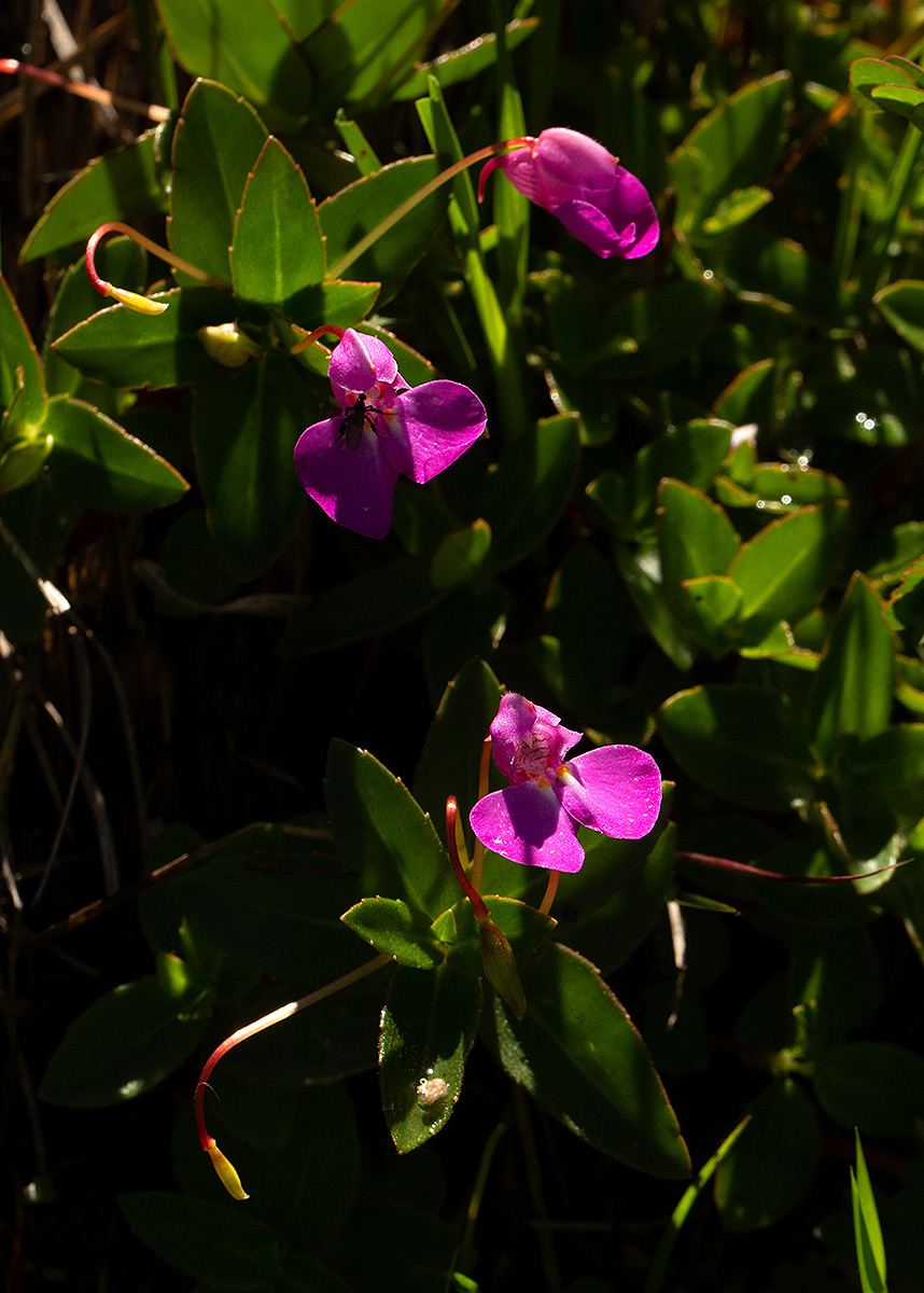 Impatiens assurgens