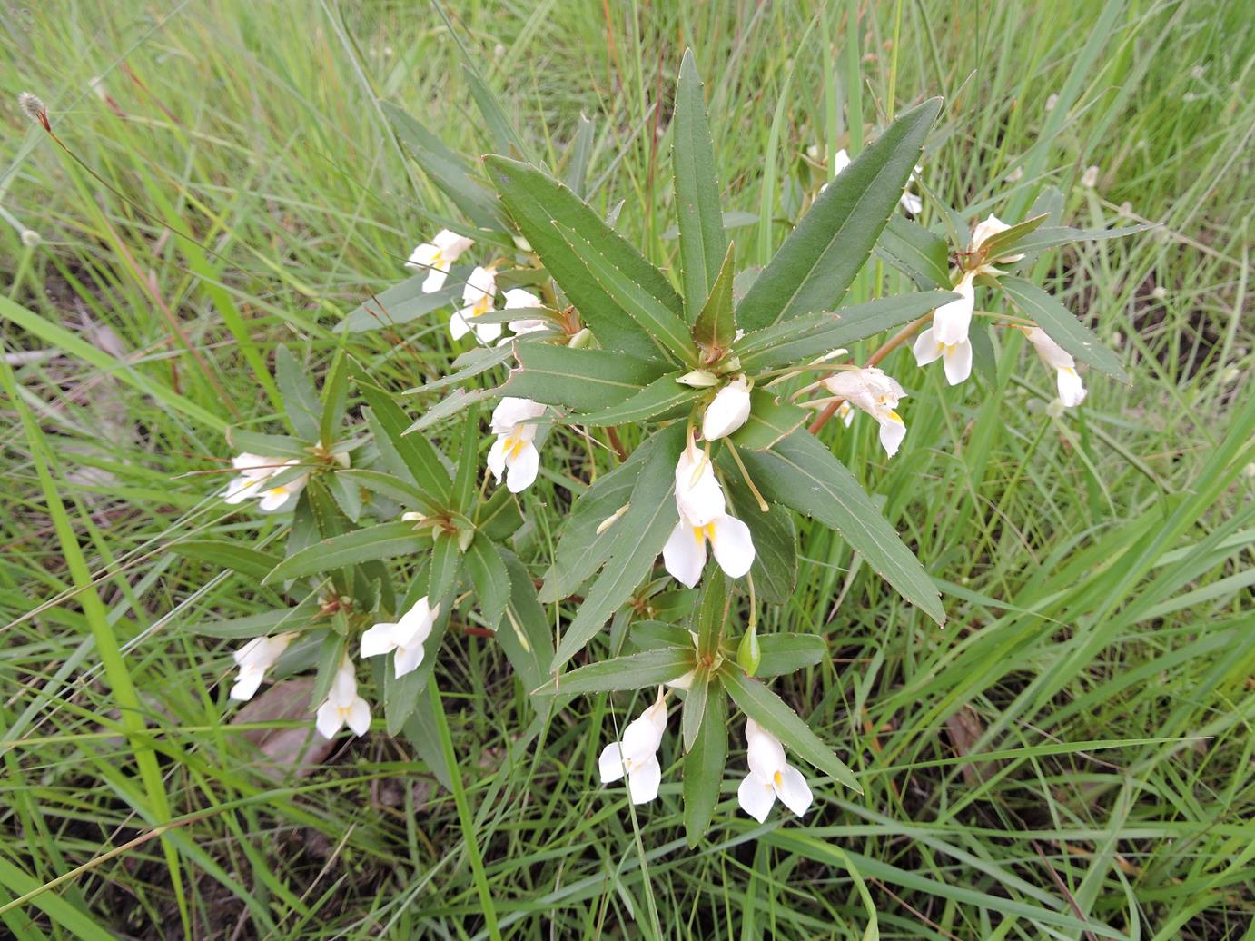 Impatiens assurgens