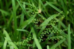 Phyllanthus nummulariifolius