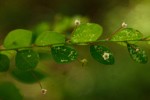 Phyllanthus nummulariifolius