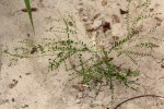 Phyllanthus nummulariifolius