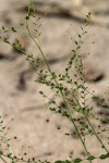 Phyllanthus nummulariifolius