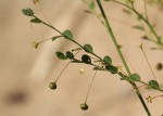 Phyllanthus nummulariifolius