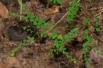 Phyllanthus nummulariifolius