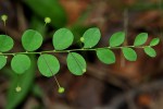 Phyllanthus nummulariifolius