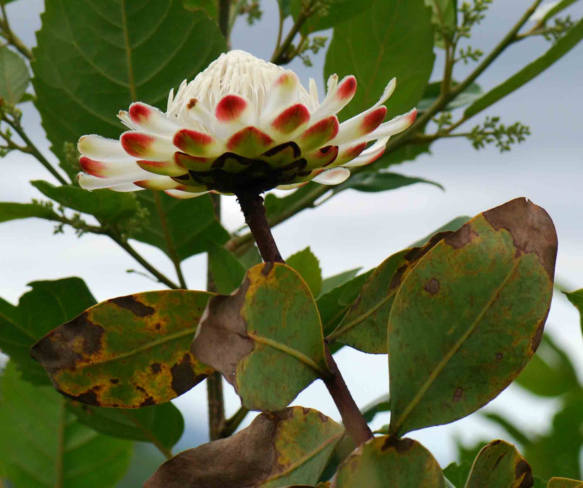 Protea madiensis subsp. madiensis