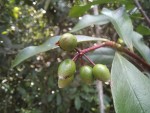 Peddiea fischeri