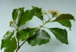 Peddiea fischeri