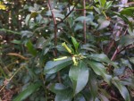 Peddiea fischeri