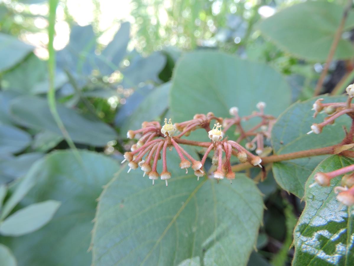 Cissus rubiginosa